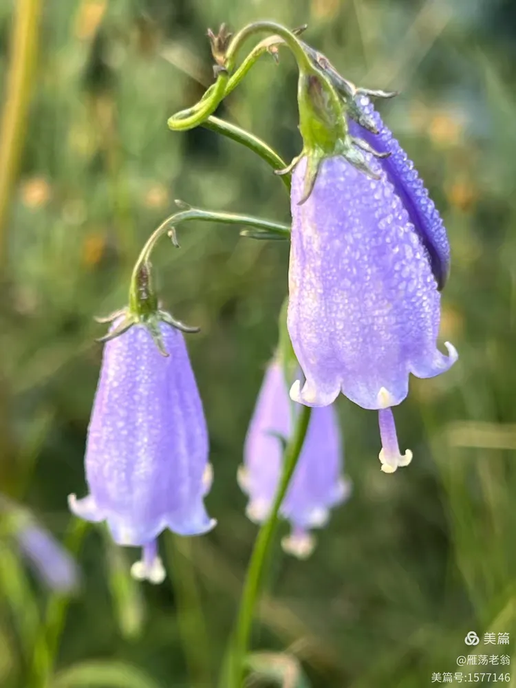 北方的长柱沙参